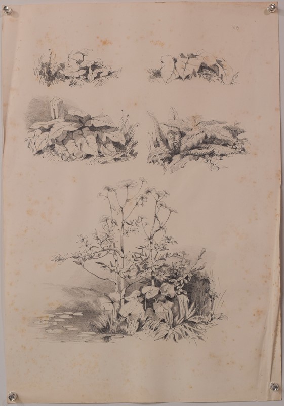 Set Of 11 Pencil Studies Of Nature-modern-decorative-1288-nature-drawings-x11-5-main-637896976272311934.jpg