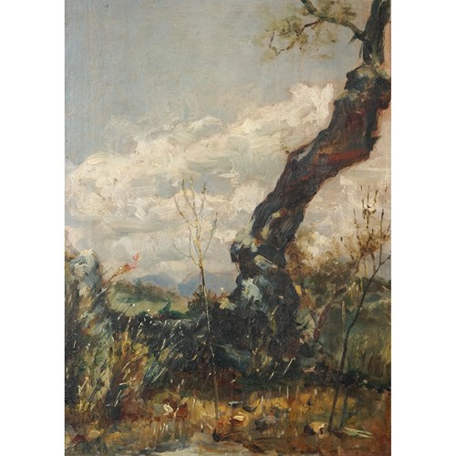 Oil Study Of A Tree - 19Th Century