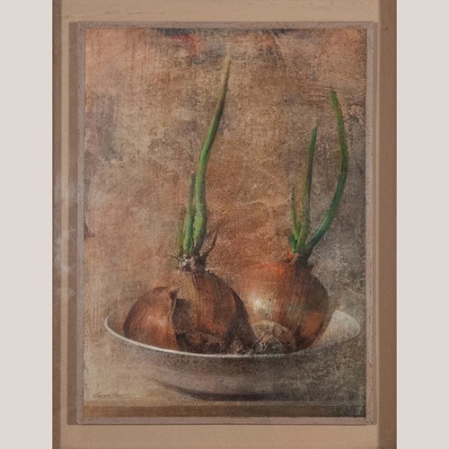 Sprouting Onions Still Life – Artist Presently Unidentified