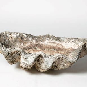Giant Antique Clam Shell 84 Cm