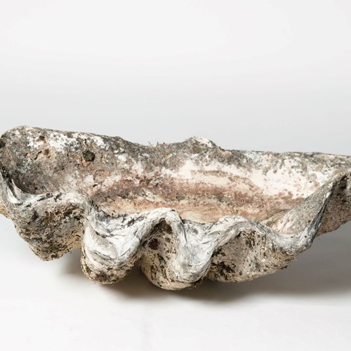 Giant Antique Clam Shell 84 Cm