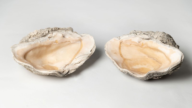 Pair of antique clam shells-nikki-page-antiques-npsept21-87-main-637672465677626565.jpg
