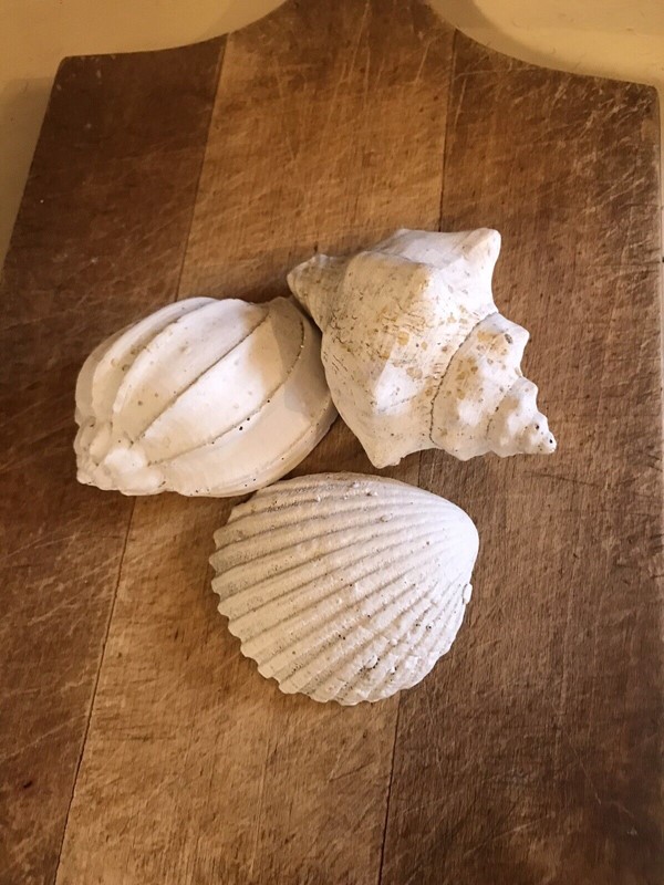 A Small Collection Of Plaster Cast Seashells -nothing-new-a-mid-20th-century-curio-collection-of-plaster-cast-models-of-seashells---nothingnewstafford-main-638021450340522169.jpg