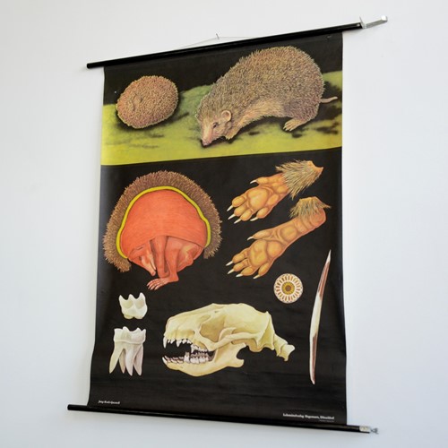 Wall Chart Of The Hedgehog By Jung Koch Quentell