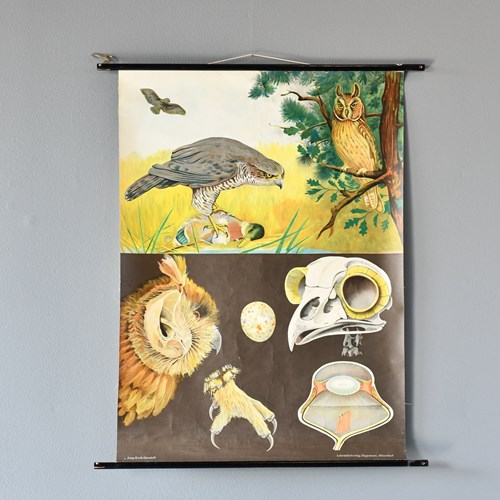 Birds Of Prey Wall Chart By Jung Koch Quentell