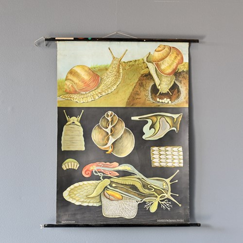 Educational Chart Of The Snail By Jung Koch Quentell Circa 1960S