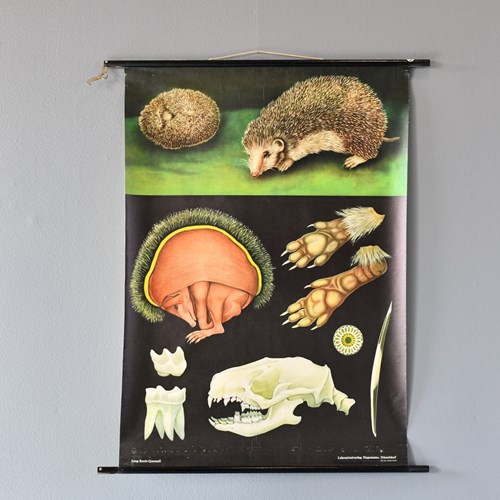Wall Chart Of The Hedgehog By Jung Koch Quentell