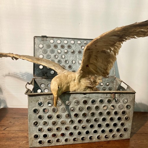 Vintage Metal Poultry Carrier