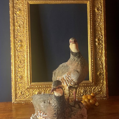 Taxidermy grouse pair