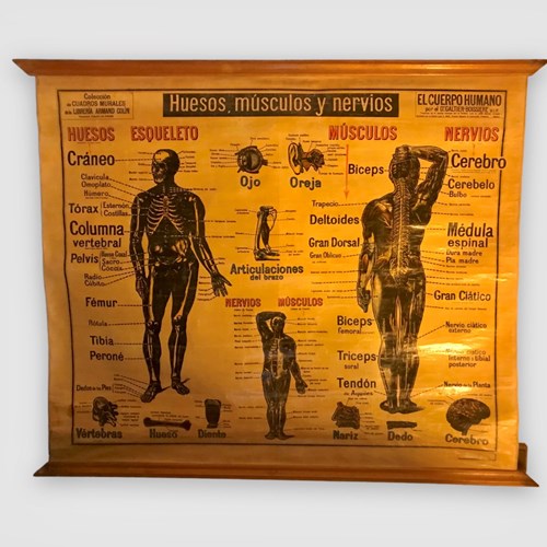 Cuadros, Anatomical Chart