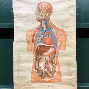Anatomical Wall Chart
