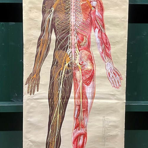 Anatomical Wall Chart