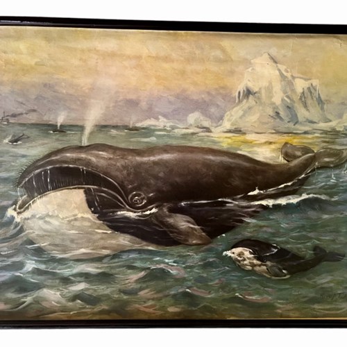 Whale By Rudolf Tupy 