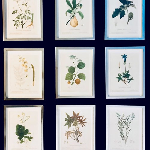 French Botanical Prints