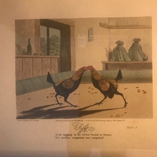 Cock Fight