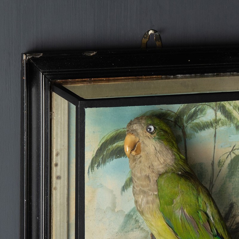 Antique Victorian Taxidermy Quaker Parrot, 19th Ce-rag-and-bone-4-dsc05043-main-638076254197255801.jpeg