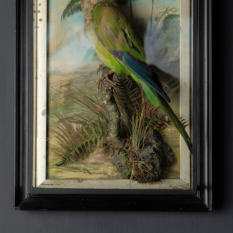Antique Victorian Taxidermy Quaker Parrot, 19th Ce-rag-and-bone-5-dsc05048-main-638076254221317634.jpeg