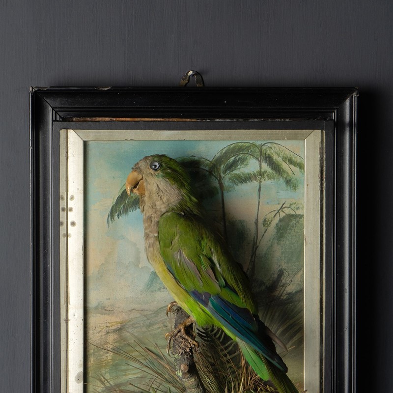 Antique Victorian Taxidermy Quaker Parrot, 19th Ce-rag-and-bone-6-dsc05051-main-638076254249598785.jpeg