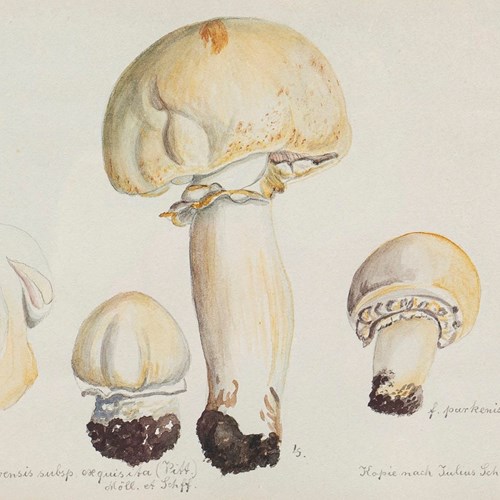 Original Vintage Botanical Watercolour Painting Depicting A Horse Mushroom