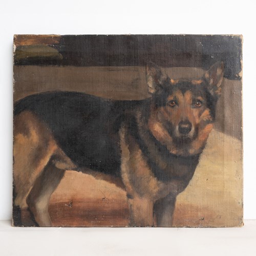 Antique Portrait Of A German Shepherd Original Oil Painting, Early 20Th Century