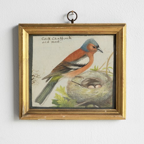 Antique Early Victorian Watercolour 'Cock Chaffinch And Nest' Original Painting