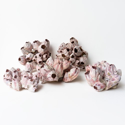 Vintage Collection Of Dusky Pink Giant Barnacles, Shell Specimens, Mid-20Th C.