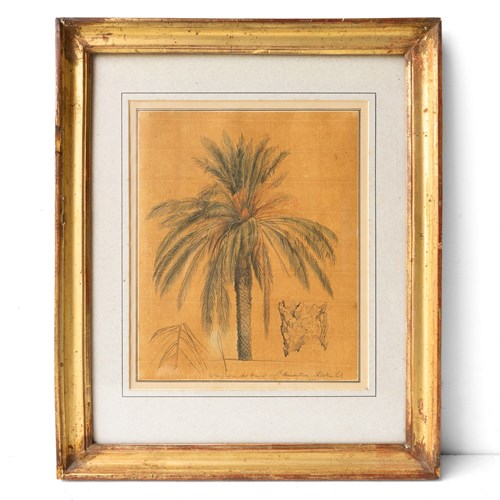 Ink And Watercolour Study Of A Palm Tree By John Flaxman RA, 18Th Century