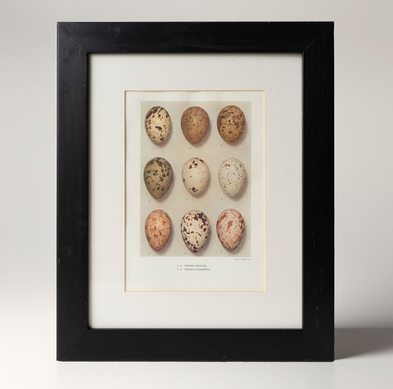 Set Of Four Antique Chromolithograph Prints Depicting Bird Egg Specimens, 1906-rag-and-bone-egg-2jpg-f-main-638356608691757872.jpg