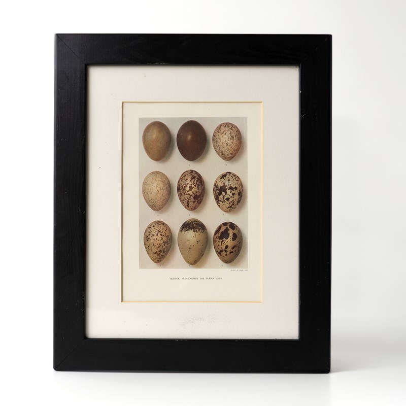 Set Of Four Antique Chromolithograph Prints Depicting Bird Egg Specimens, 1906-rag-and-bone-egg-3jpg-brighter-main-638356608709414498.jpg