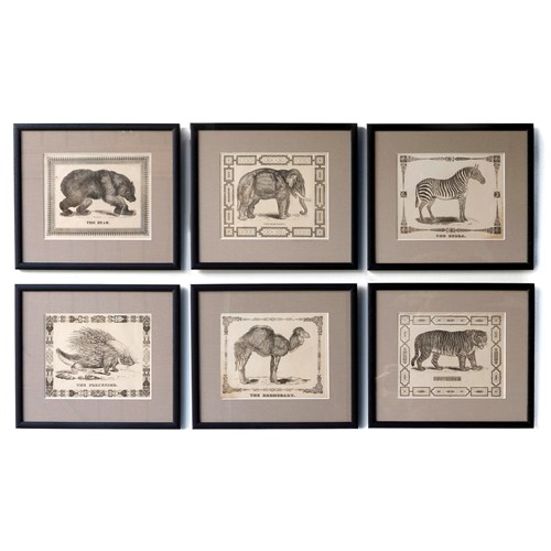 Set Of Six Framed Antique Woodcut Engravings Of Exotic Animals, 19Th Century