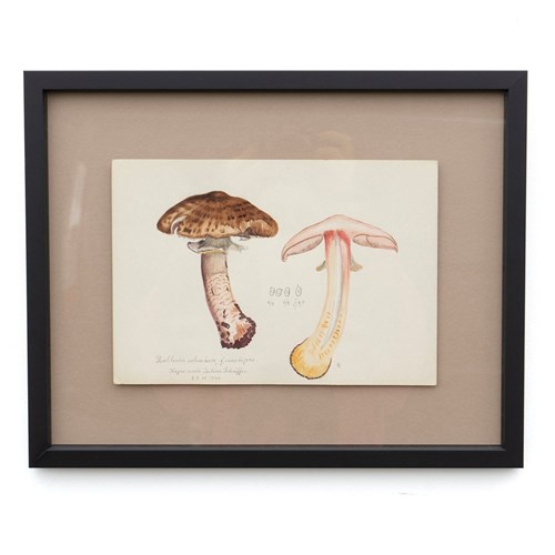 Original Vintage Botanical Watercolour Painting Depicting A Scaly Wood Mushroom