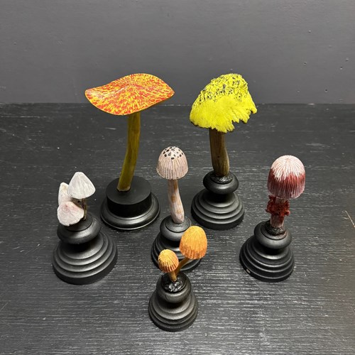  Mycology Early 1900S Hallucinogenic Mushroom / Fungus Specimens