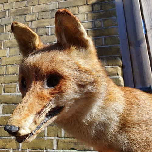 Taxidermy Wild Fox