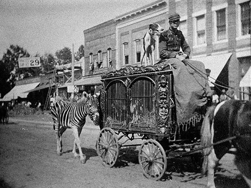 Original Ringling Brothers Circus Show Animal Cart-ridding-wynn-5-main-638047268290183500.jpg