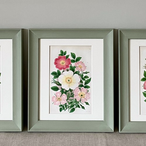 Set Of 3 Antique Wild Rose Framed Prints
