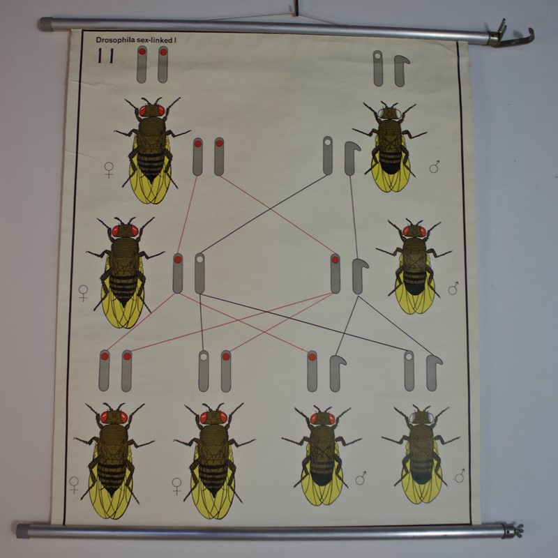 1970's Wall Chart of Fruit Fly Drosophila Genetics-simon-frauke-img-6875-main-637706881059864598.jpg