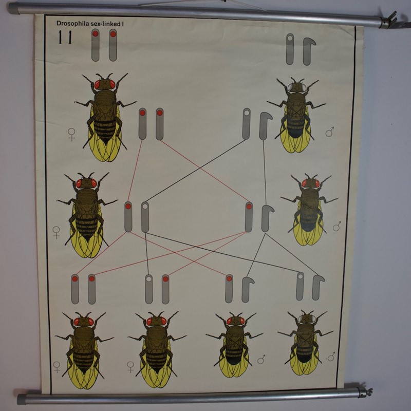 1970's Wall Chart of Fruit Fly Drosophila Genetics-simon-frauke-img-6876-main-637706881063458825.jpg