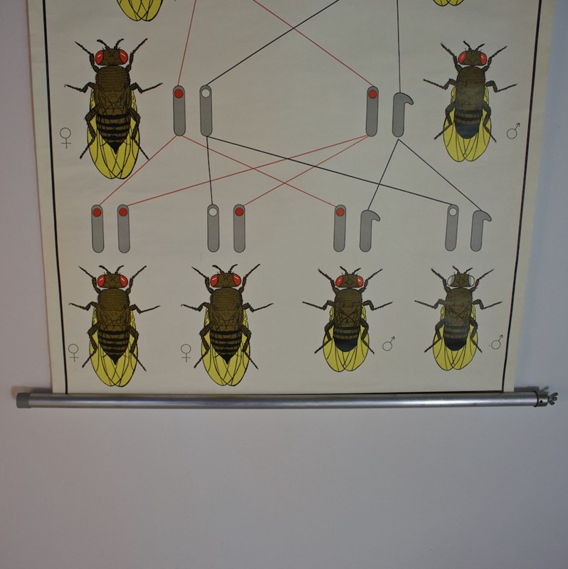 1970's Wall Chart of Fruit Fly Drosophila Genetics-simon-frauke-img-6877-main-637706881066896301.jpg