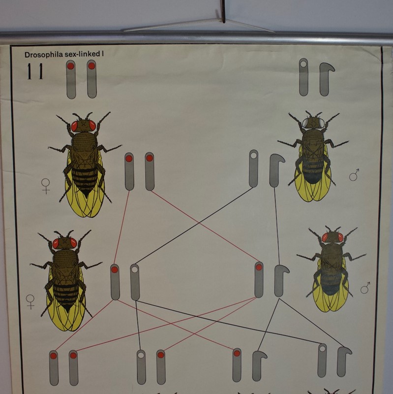 1970's Wall Chart of Fruit Fly Drosophila Genetics-simon-frauke-img-6878-main-637706881070333751.jpg