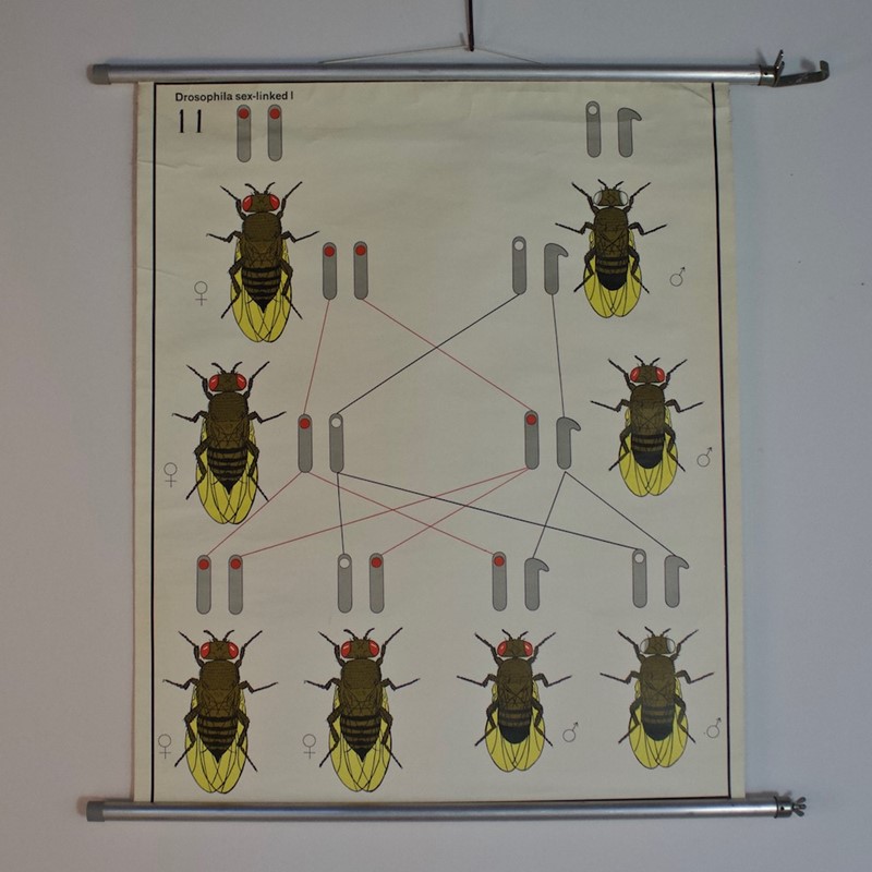 1970's Wall Chart of Fruit Fly Drosophila Genetics-simon-frauke-img-6883-main-637706880485327825.jpg