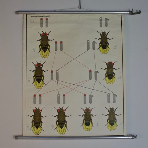 1970's Wall Chart of Fruit Fly Drosophila Genetics