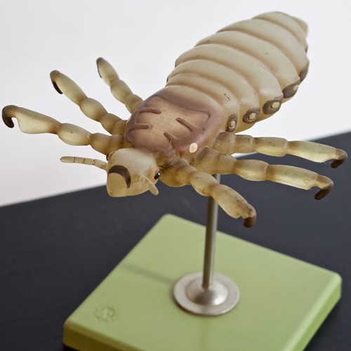 Somso Headlouse Model