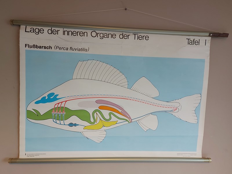 East german card on canvas EDUCATIONAL fish chart-simply-france-20211119-125253-main-637729254820941267.jpg