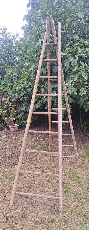 A Pair Of French 3 Metre Tall Orchard Ladders-simply-france-20230928-104907-main-638315052958827147.jpg