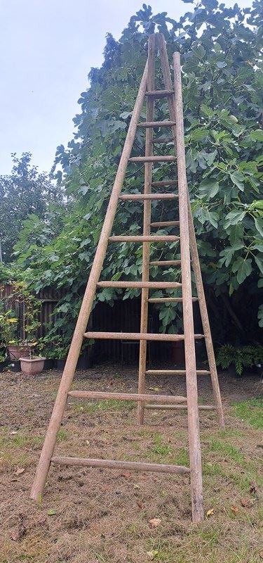 A Pair Of French 3 Metre Tall Orchard Ladders-simply-france-20230928-105002-main-638315052105260866.jpg
