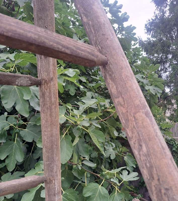 A Pair Of French 3 Metre Tall Orchard Ladders-simply-france-20230928-105215-main-638315053632859504.jpg