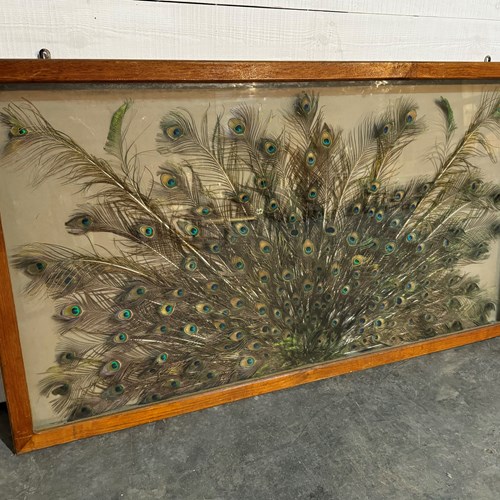 Very Rare Large Framed Peacock Feathers