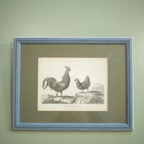 18Th Century Book Plate Of A Cockerel And Hen