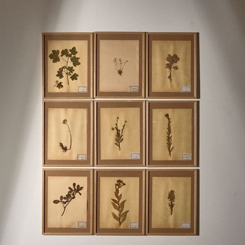 Set Of 9 20Th Century Framed Herbarium Pages