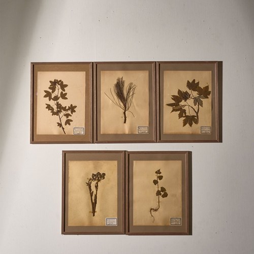 Set Of 5 20Th Century Framed Herbarium Pages